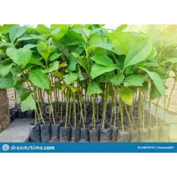 Wonderful Teak Plant 9a-teak plant-2761478-41300.webp